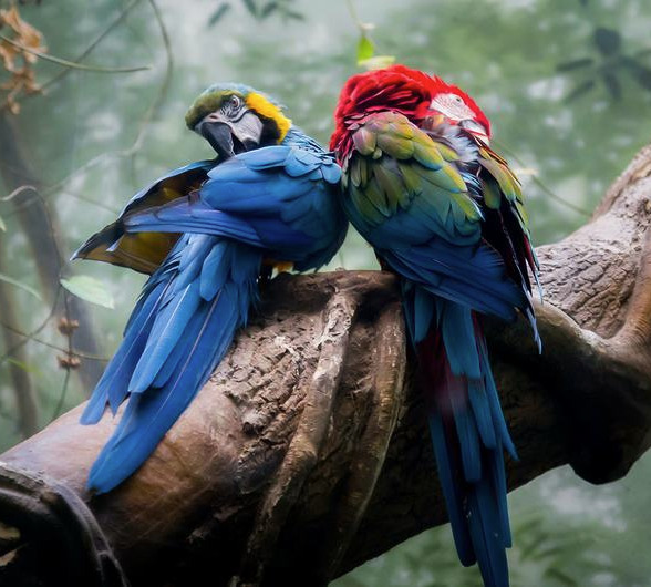 Unsplash/Alan Godfrey A proteção de animais, plantas, deve ser um objetivo fundamental
